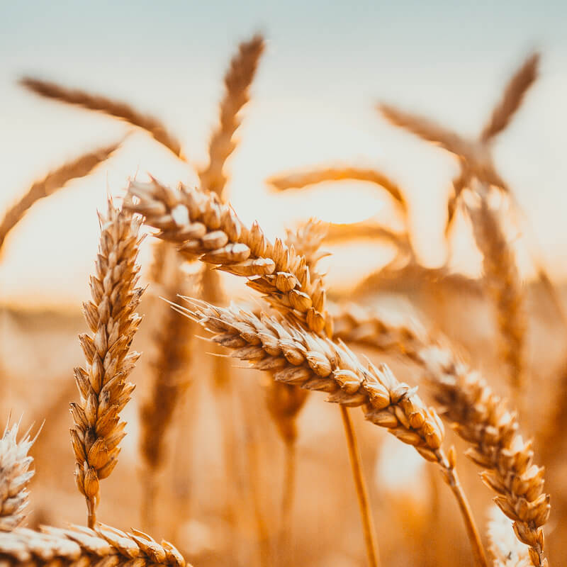 Eindbod cao Graanbe- en Verwerkende Industrie