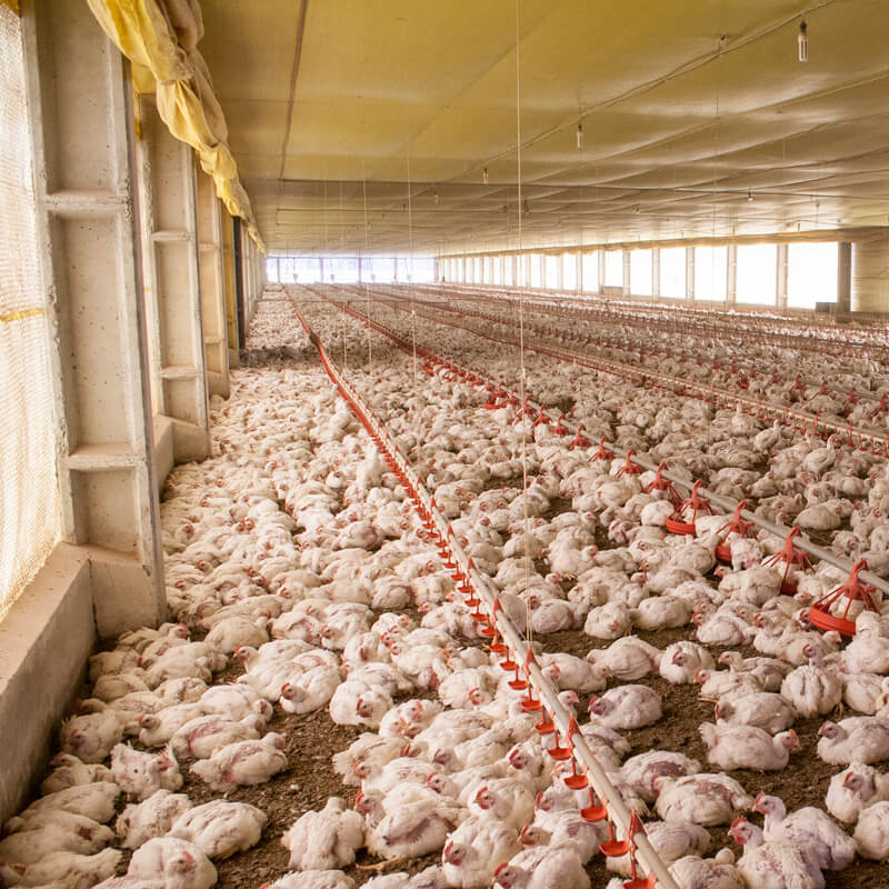 Eindbod cao Pluimveeverwerkende Industrie