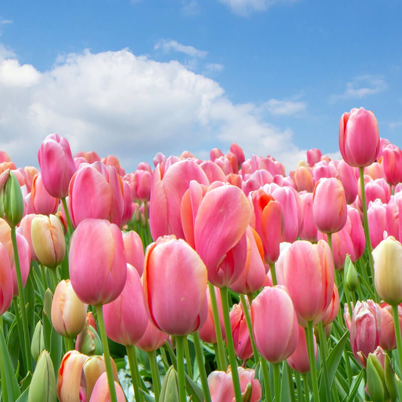 Principeakkoord cao Open Teelten