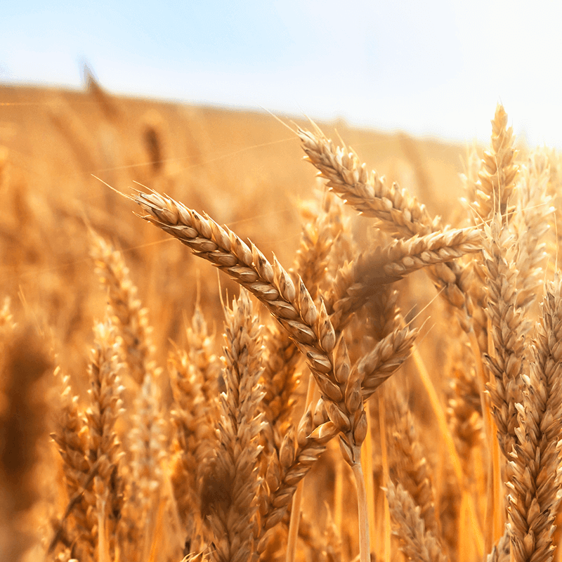 Onderhandelingsresultaat cao Graanbe- en verwerkende bedrijven