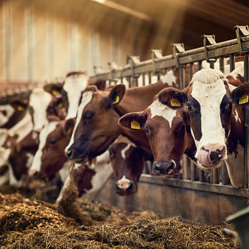 Eindbod cao Productiegerichte Dierhouderij